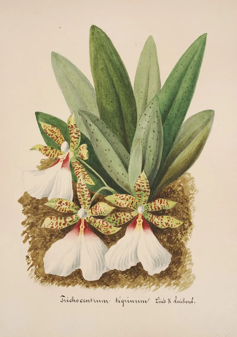 Collection Dorchidees Pl 40 Wall Art by Anonymous - High-Resolution Digital Print