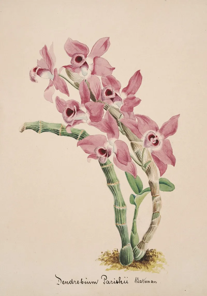Collection Dorchidees Pl 41 Wall Art by Anonymous - High-Resolution Digital Print