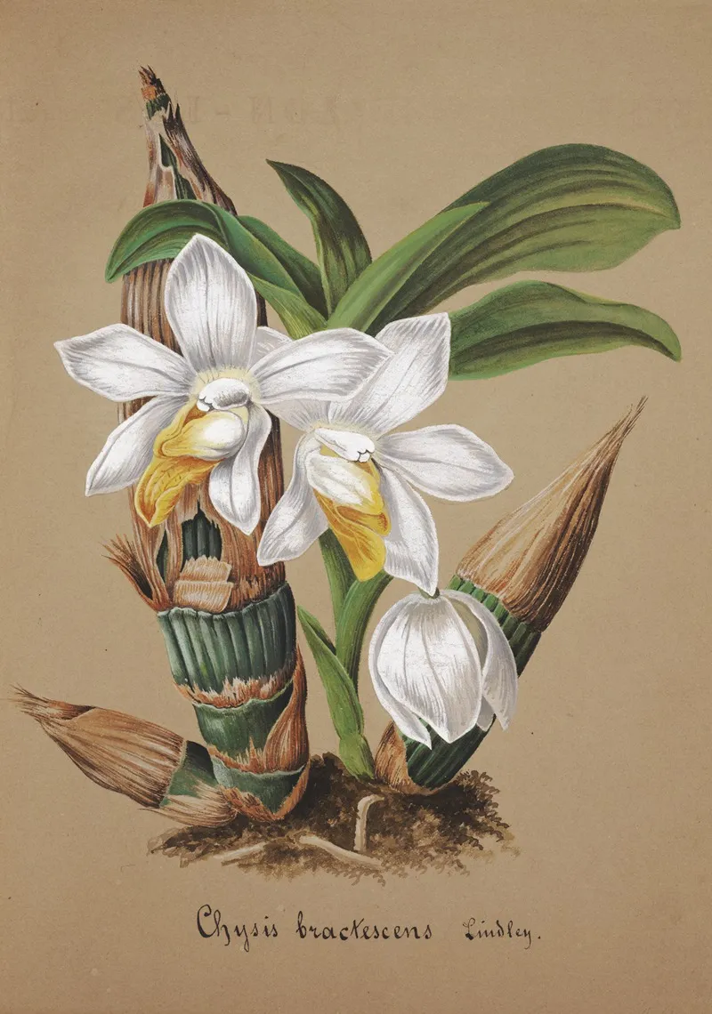 Collection Dorchidees Pl 42 Wall Art by Anonymous - High-Resolution Digital Print