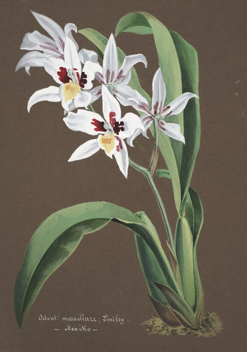 Collection Dorchidees Pl 43 Wall Art by Anonymous - High-Resolution Digital Print