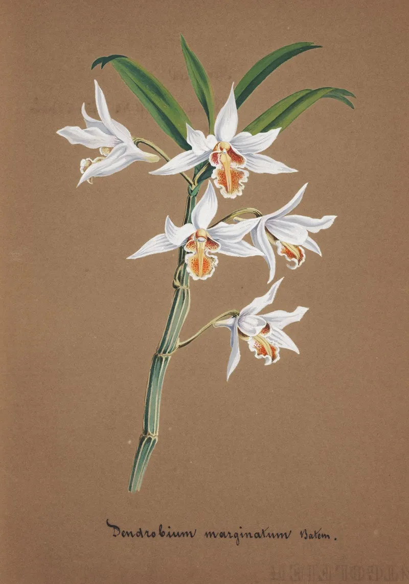 Collection Dorchidees Pl 44 Wall Art by Anonymous - High-Resolution Digital Print