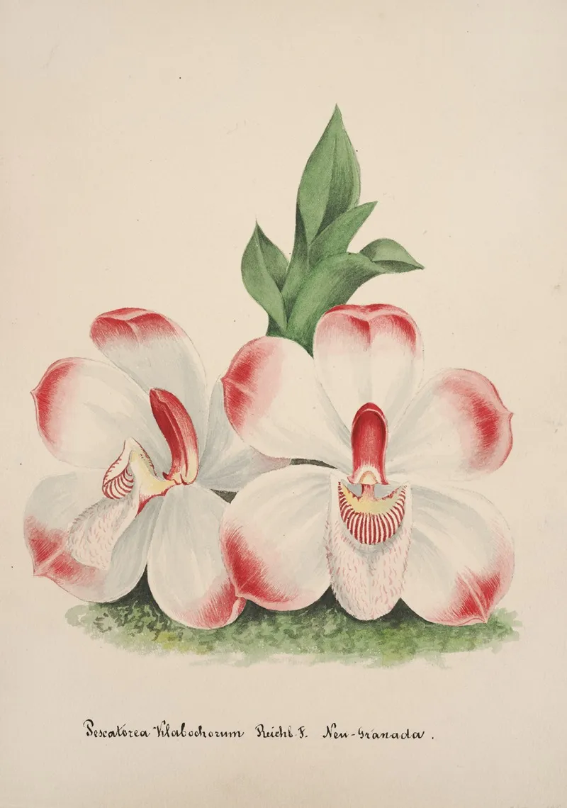 Collection Dorchidees Pl 46 Wall Art by Anonymous - High-Resolution Digital Print