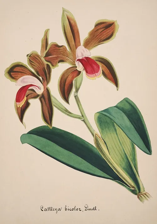 Collection Dorchidees Pl 47 Wall Art by Anonymous - High-Resolution Digital Print