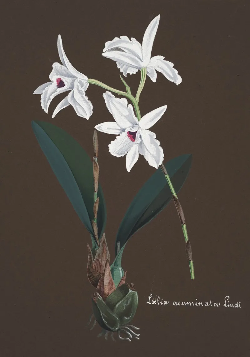 Collection Dorchidees Pl 48 Wall Art by Anonymous - High-Resolution Digital Print