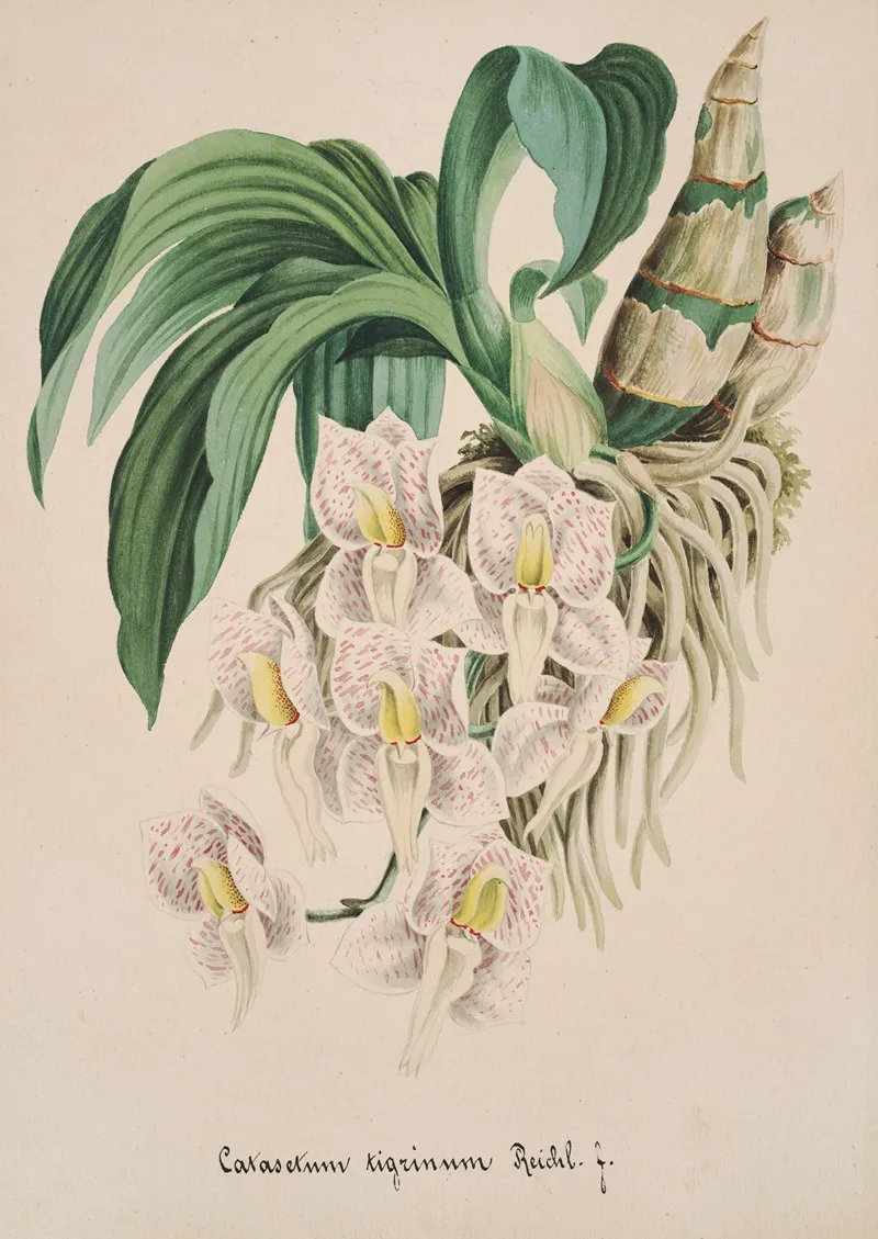 Collection Dorchidees Pl 49 Wall Art by Anonymous - High-Resolution Digital Print