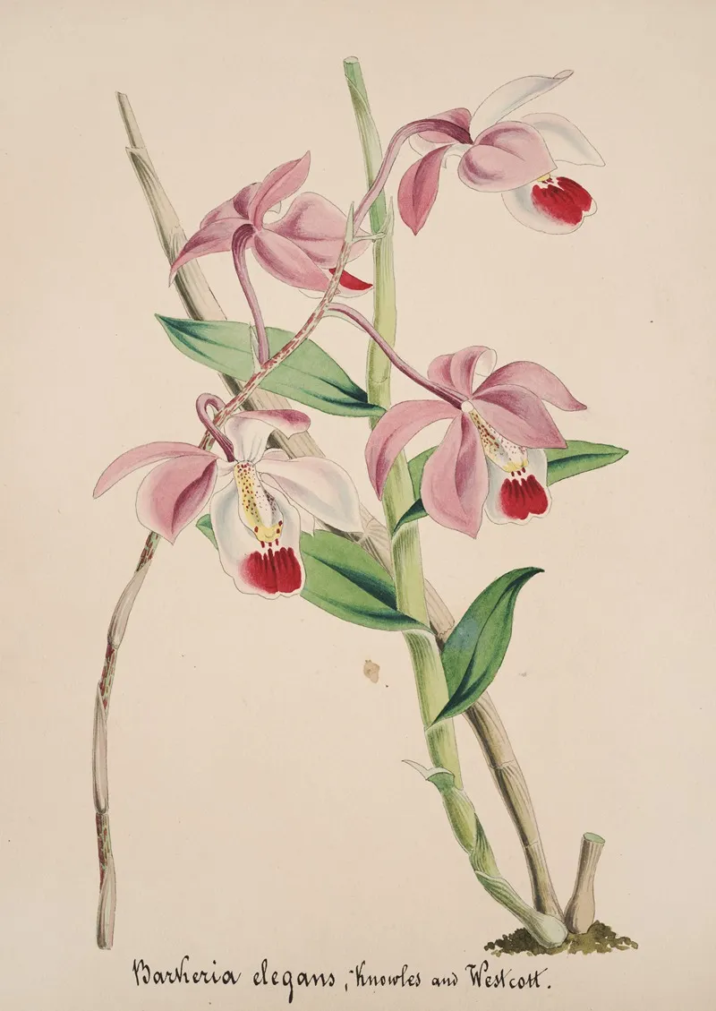Collection Dorchidees Pl 50 Wall Art by Anonymous - High-Resolution Digital Print