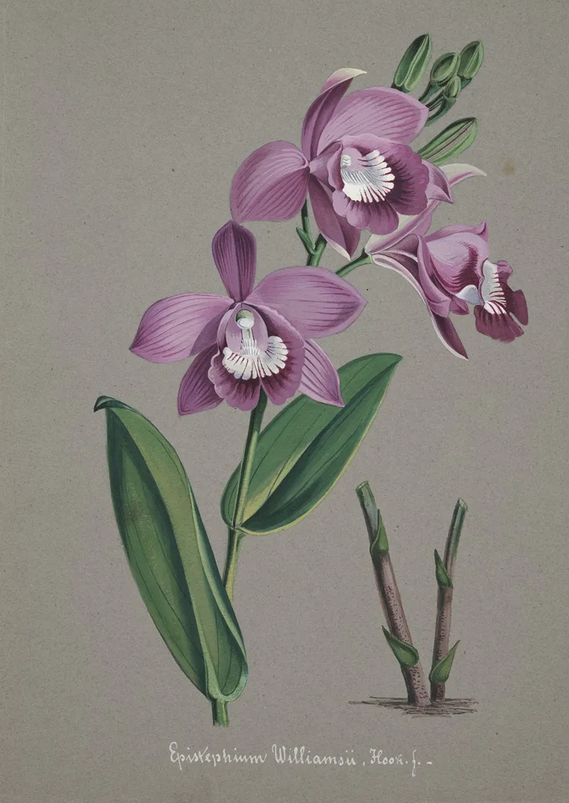 Collection Dorchidees Pl 51 Wall Art by Anonymous - High-Resolution Digital Print
