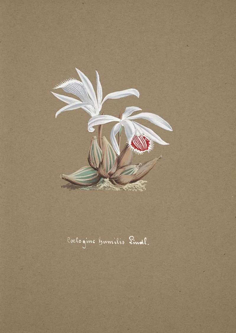 Collection Dorchidees Pl 53 Wall Art by Anonymous - High-Resolution Digital Print