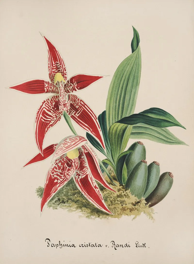 Collection Dorchidees Pl 56 Wall Art by Anonymous - High-Resolution Digital Print