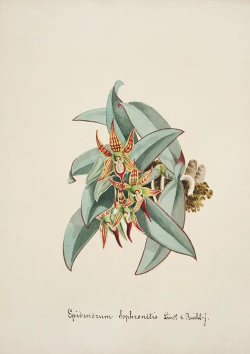 Collection Dorchidees Pl 57 Wall Art by Anonymous - High-Resolution Digital Print