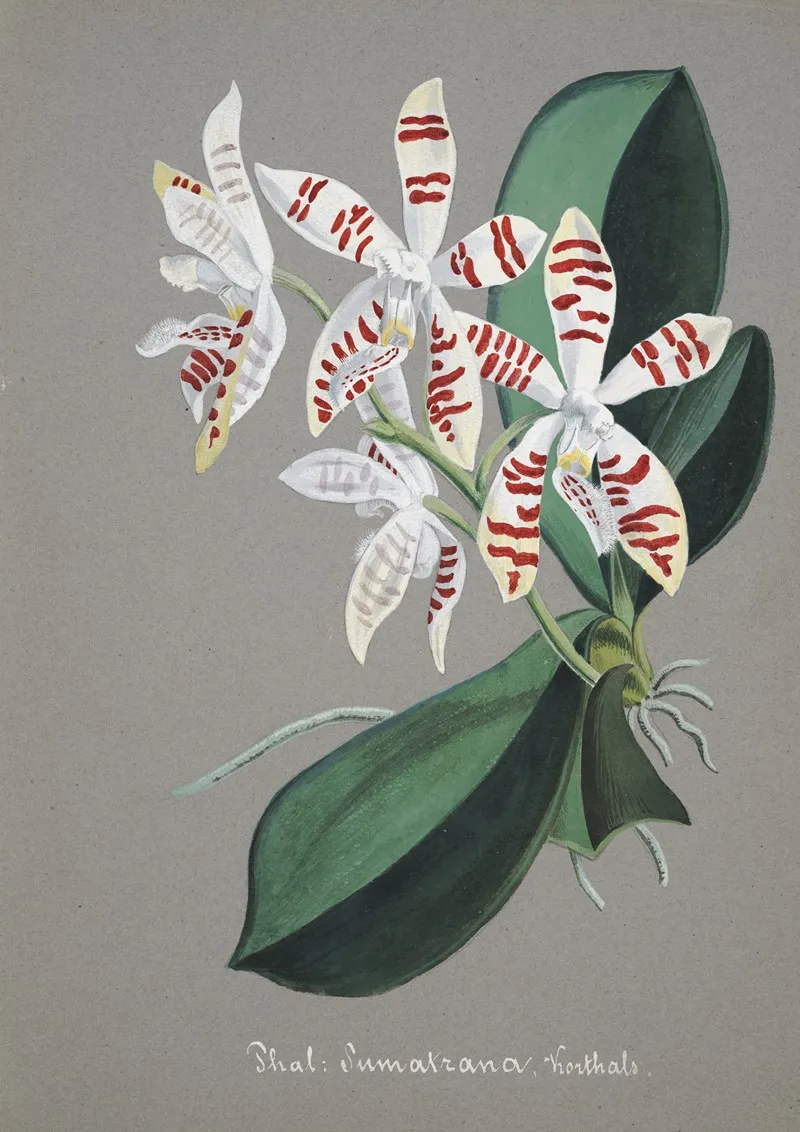 Collection Dorchidees Pl 58 Wall Art by Anonymous - High-Resolution Digital Print