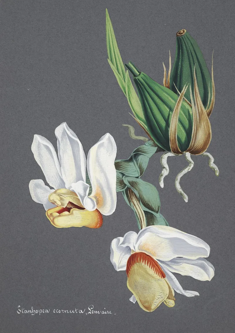 Collection Dorchidees Pl 59 Wall Art by Anonymous - High-Resolution Digital Print