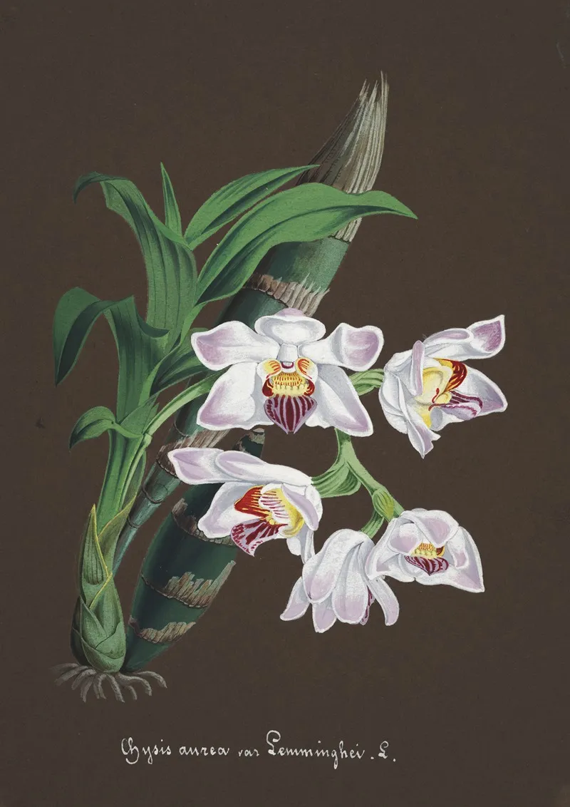 Collection Dorchidees Pl 60 Wall Art by Anonymous - High-Resolution Digital Print