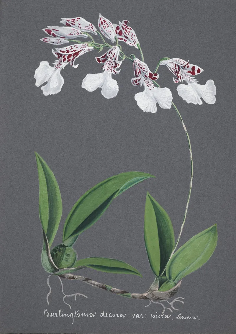 Collection Dorchidees Pl 61 Wall Art by Anonymous - High-Resolution Digital Print
