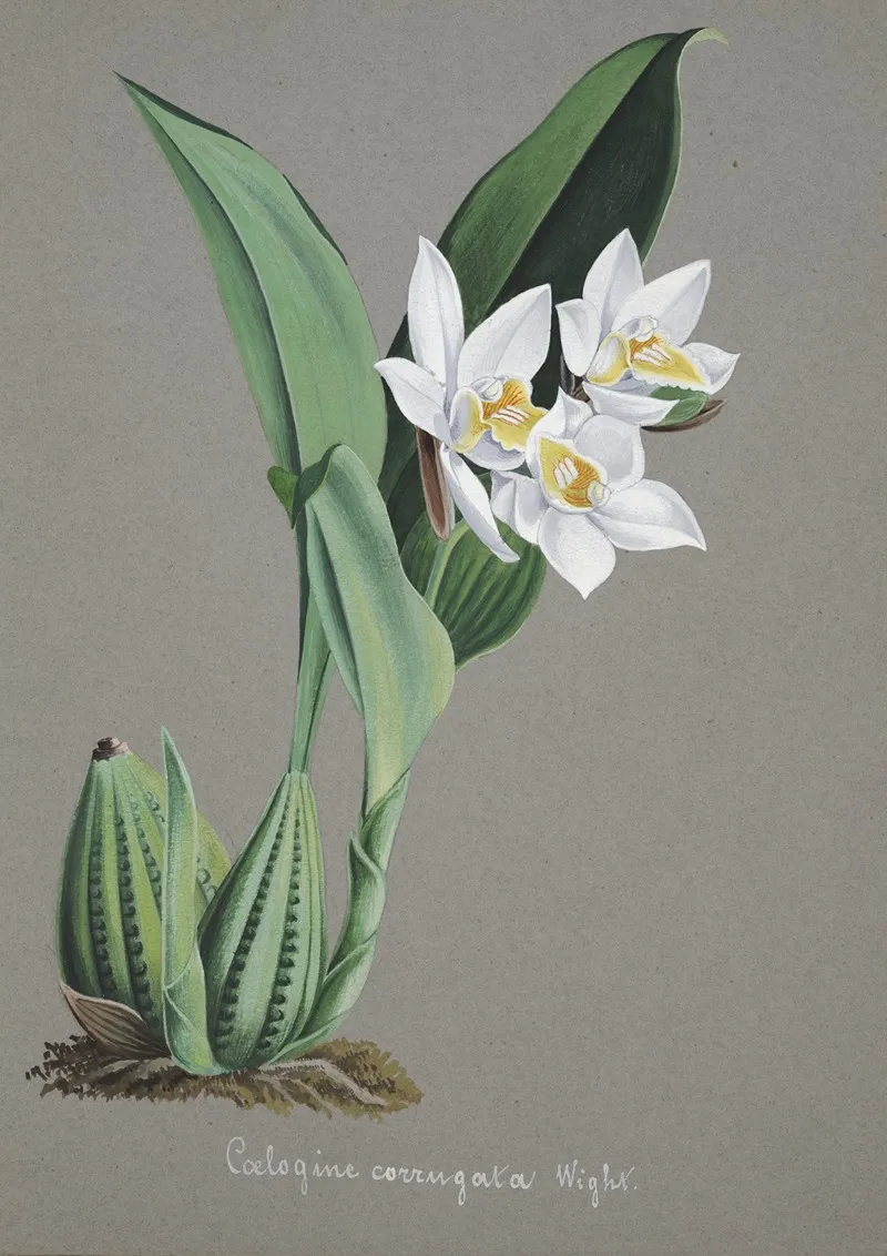 Collection Dorchidees Pl 62 Wall Art by Anonymous - High-Resolution Digital Print