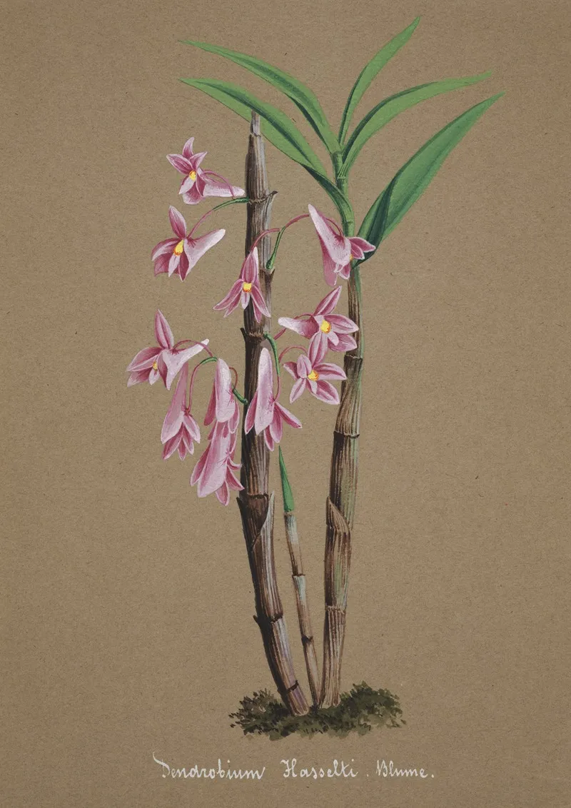Collection Dorchidees Pl 63 Wall Art by Anonymous - High-Resolution Digital Print