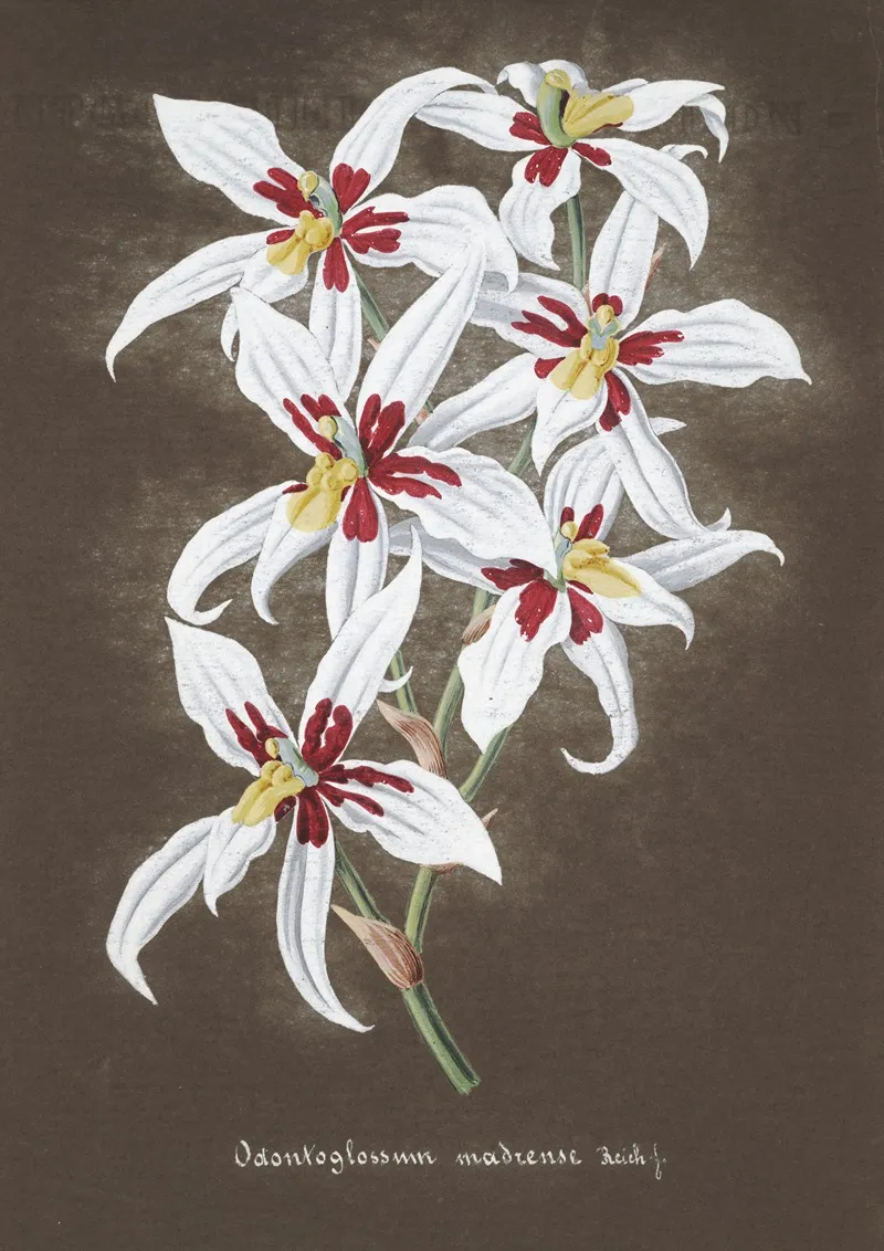 Collection Dorchidees Pl 64 Wall Art by Anonymous - High-Resolution Digital Print