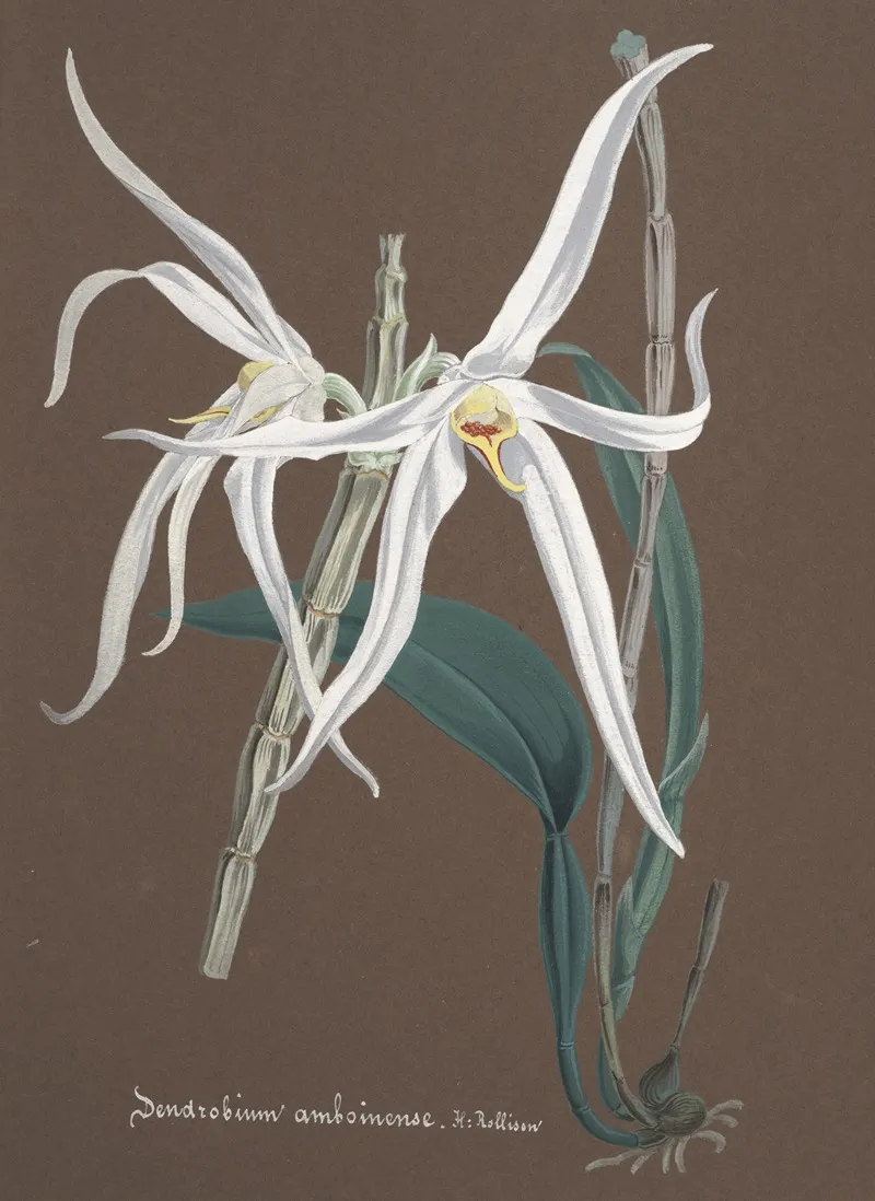 Collection Dorchidees Pl 65 Wall Art by Anonymous - High-Resolution Digital Print