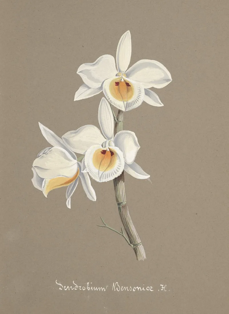 Collection Dorchidees Pl 66 Wall Art by Anonymous - High-Resolution Digital Print
