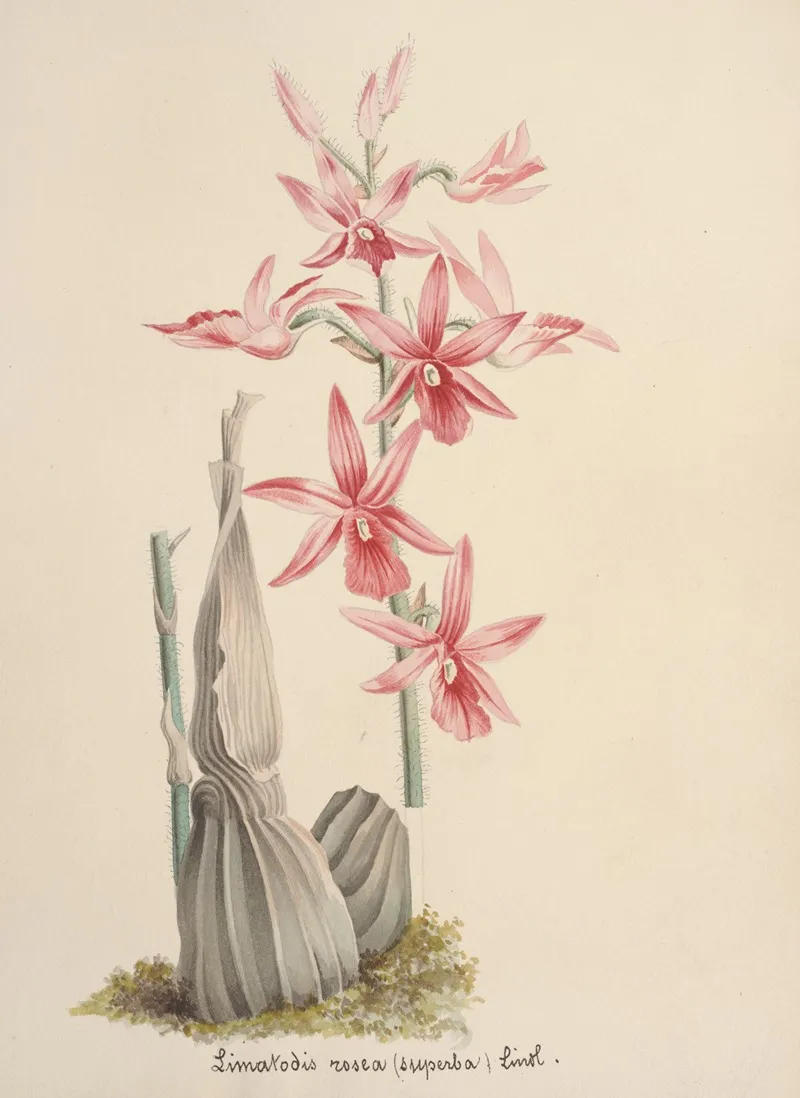 Collection Dorchidees Pl 67 Wall Art by Anonymous - High-Resolution Digital Print