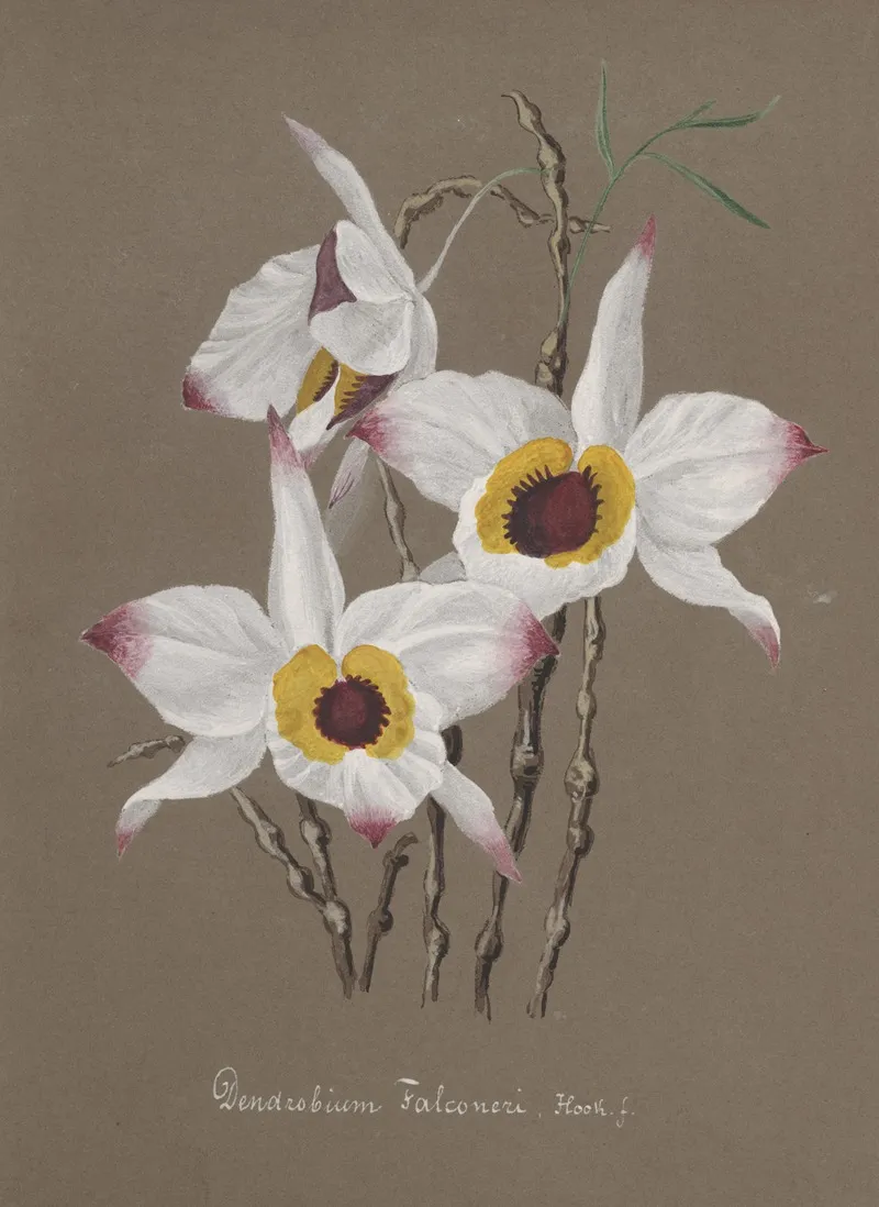 Collection Dorchidees Pl 68 Wall Art by Anonymous - High-Resolution Digital Print