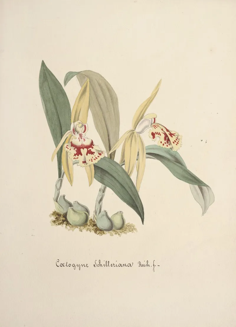Collection Dorchidees Pl 69 Wall Art by Anonymous - High-Resolution Digital Print
