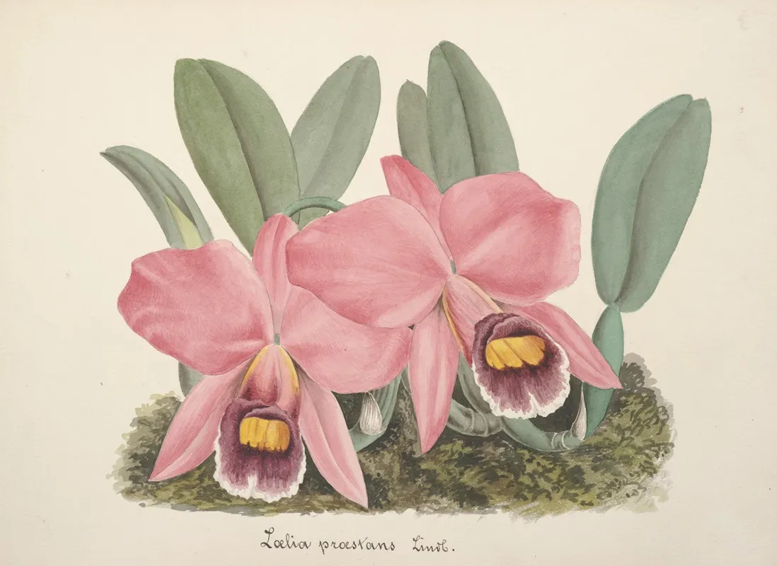 Collection Dorchidees Pl 70 Wall Art by Anonymous - High-Resolution Digital Print