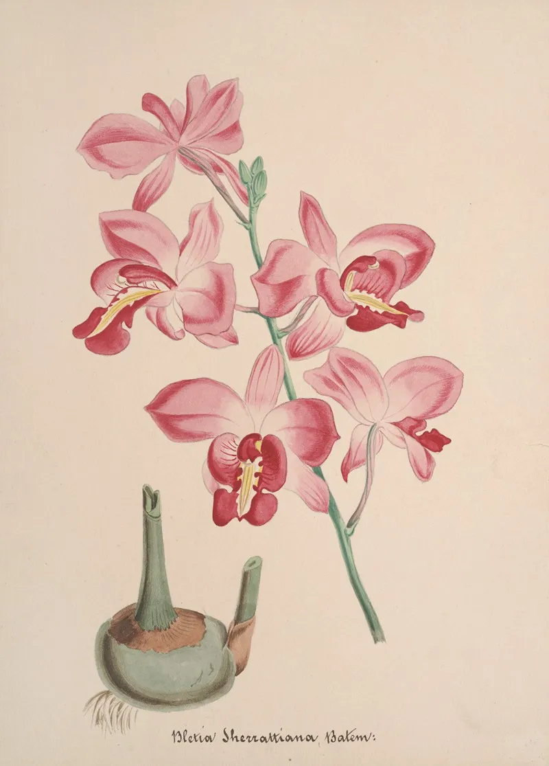 Collection Dorchidees Pl 72 Wall Art by Anonymous - High-Resolution Digital Print