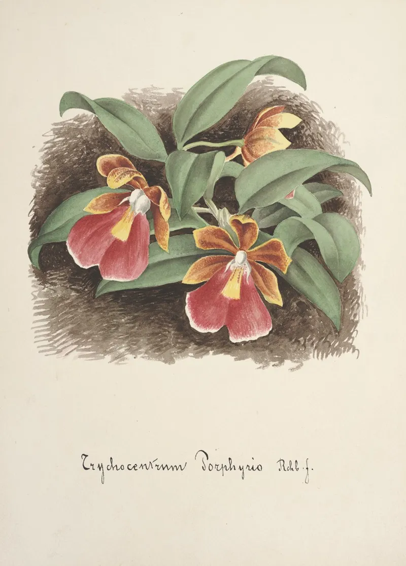Collection Dorchidees Pl 73 Wall Art by Anonymous - High-Resolution Digital Print