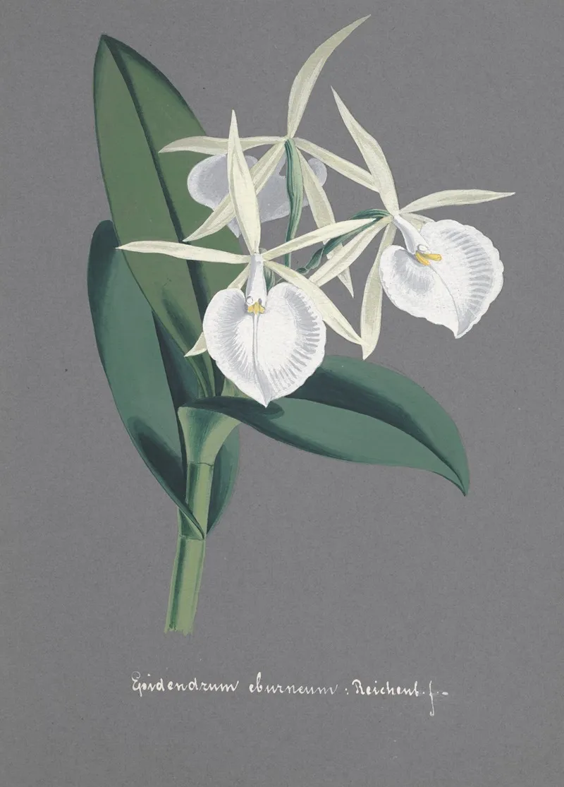 Collection Dorchidees Pl 74 Wall Art by Anonymous - High-Resolution Digital Print