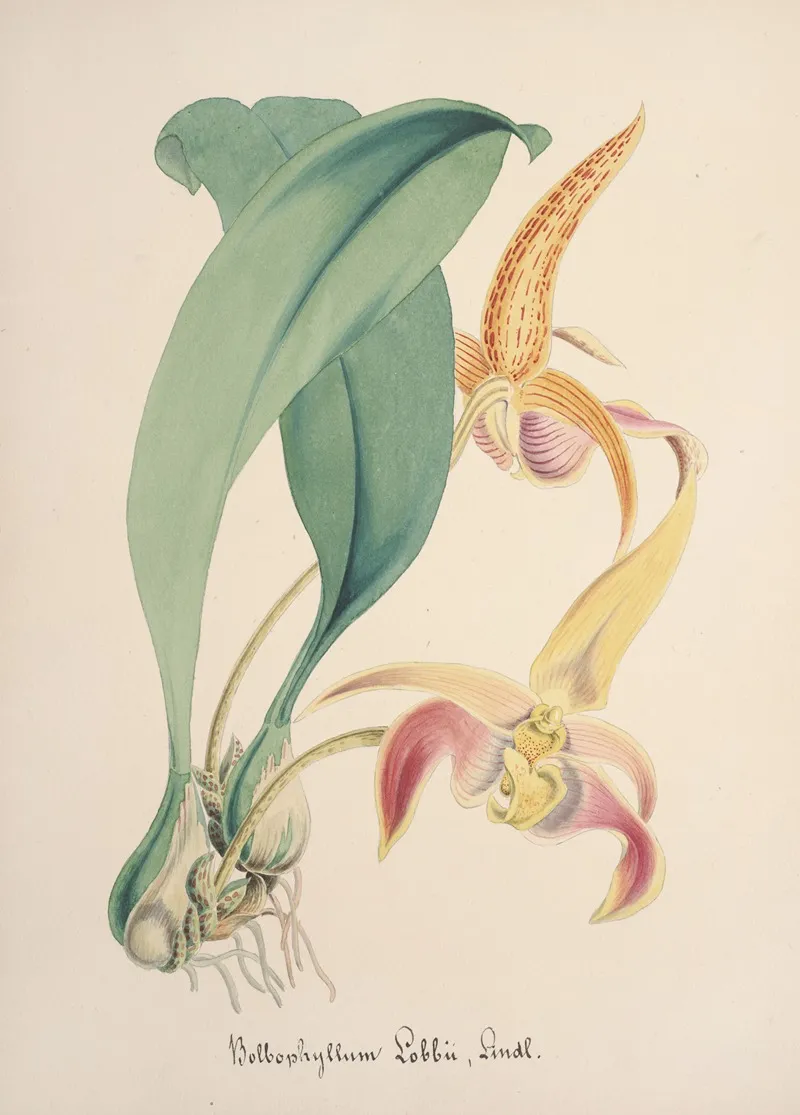 Collection Dorchidees Pl 77 Wall Art by Anonymous - High-Resolution Digital Print