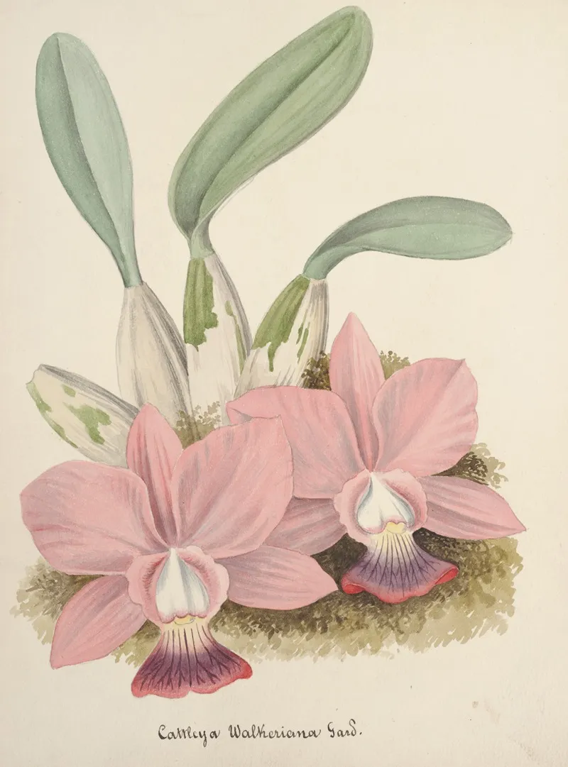 Collection Dorchidees Pl 80 Wall Art by Anonymous - High-Resolution Digital Print