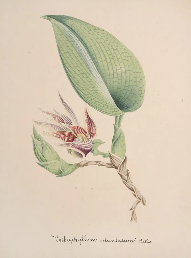 Collection Dorchidees Pl 82 Wall Art by Anonymous - High-Resolution Digital Print