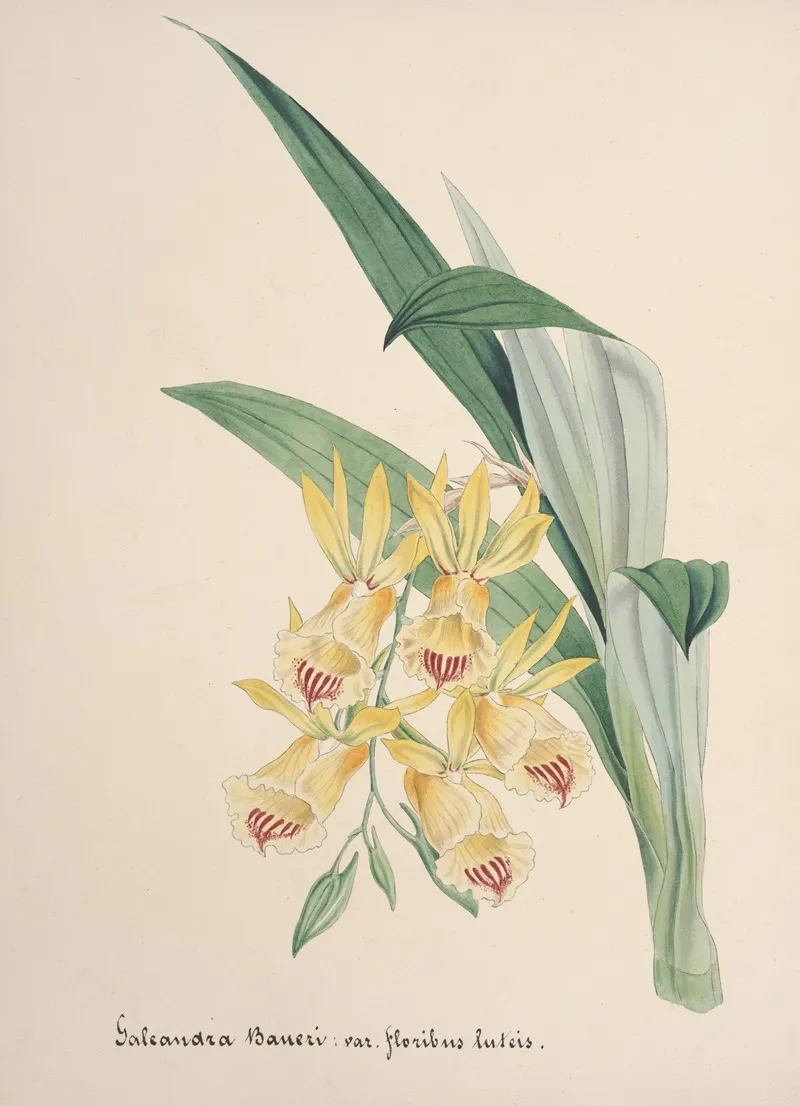 Collection Dorchidees Pl 84 Wall Art by Anonymous - High-Resolution Digital Print