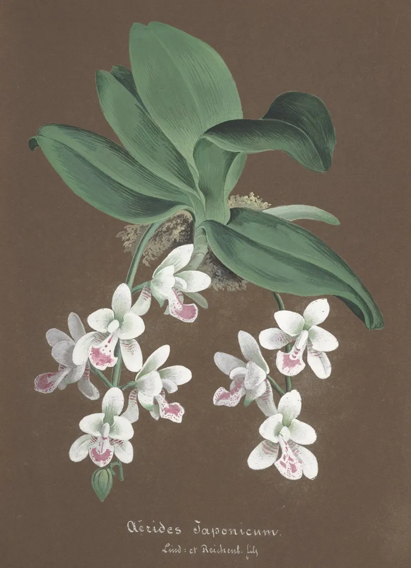 Collection Dorchidees Pl 86 Wall Art by Anonymous - High-Resolution Digital Print