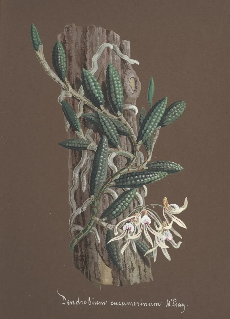 Collection Dorchidees Pl 87 Wall Art by Anonymous - High-Resolution Digital Print