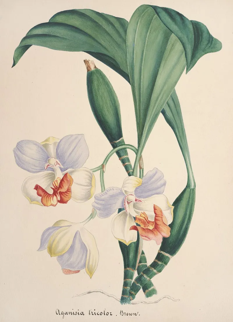 Collection Dorchidees Pl 88 Wall Art by Anonymous - High-Resolution Digital Print