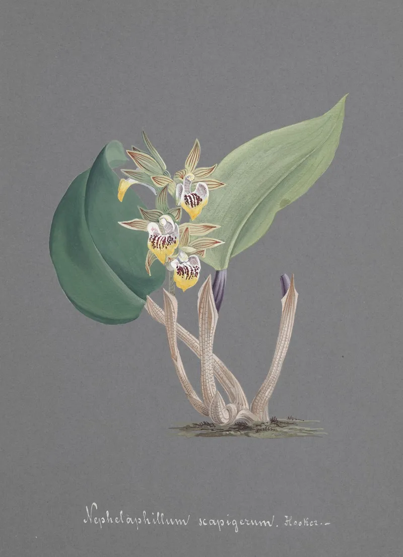 Collection Dorchidees Pl 91 Wall Art by Anonymous - High-Resolution Digital Print