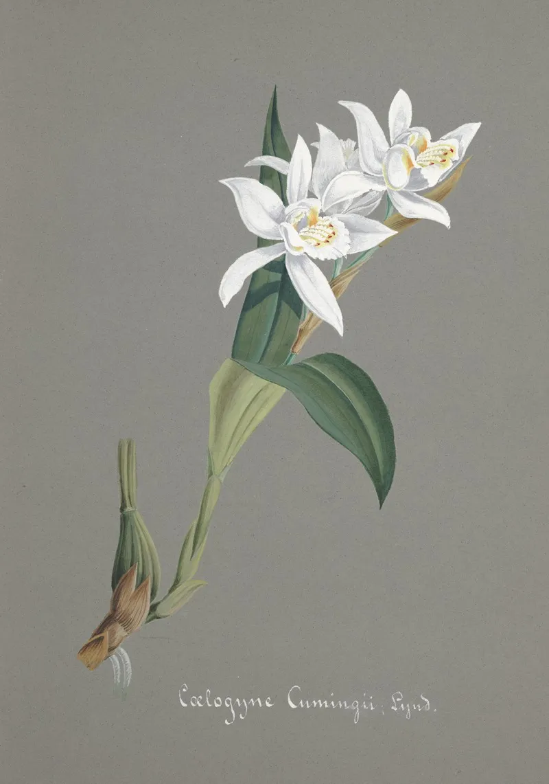 Collection Dorchidees Pl 93 Wall Art by Anonymous - High-Resolution Digital Print