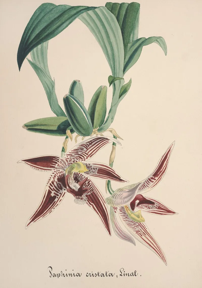 Collection Dorchidees Pl 94 Wall Art by Anonymous - High-Resolution Digital Print