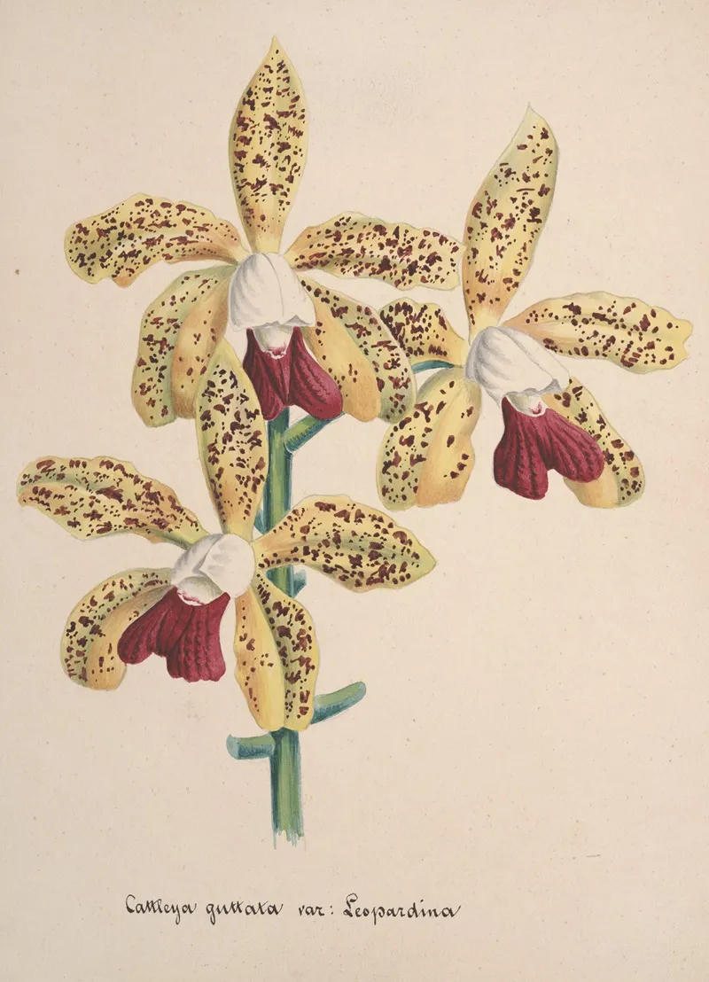 Collection Dorchidees Pl 96 Wall Art by Anonymous - High-Resolution Digital Print