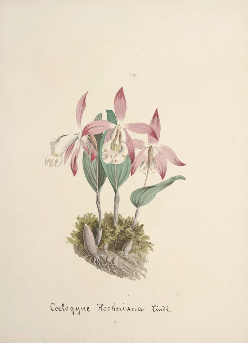 Collection Dorchidees Pl 97 Wall Art by Anonymous - High-Resolution Digital Print