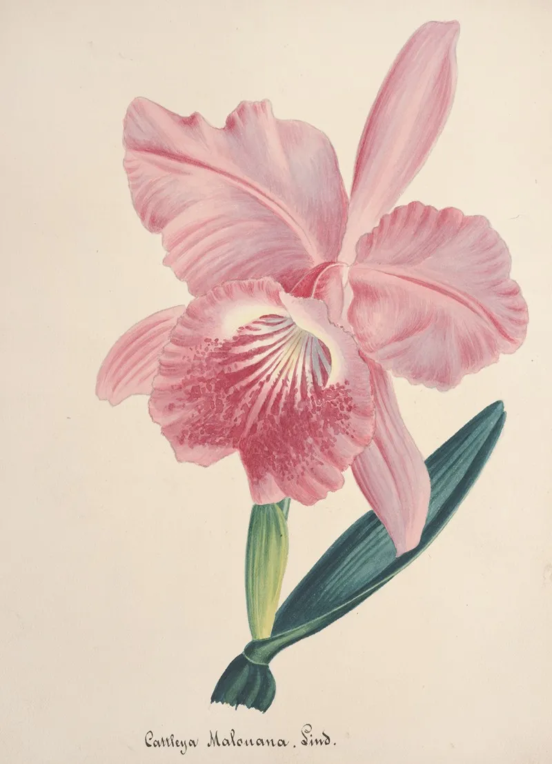 Collection Dorchidees Pl 98 Wall Art by Anonymous - High-Resolution Digital Print