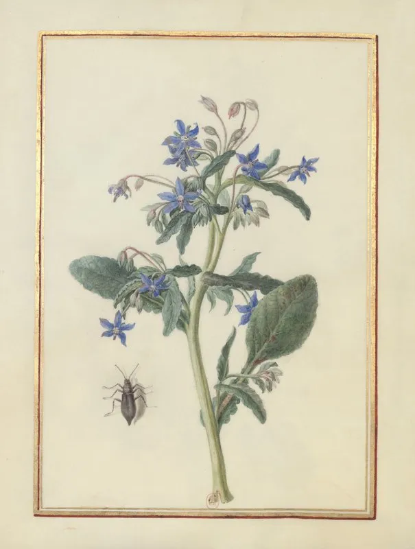 Collection Of Flower Drawings Pl 03 Wall Art by Madeleine-Françoise Basseporte - High-Resolution Digital Print