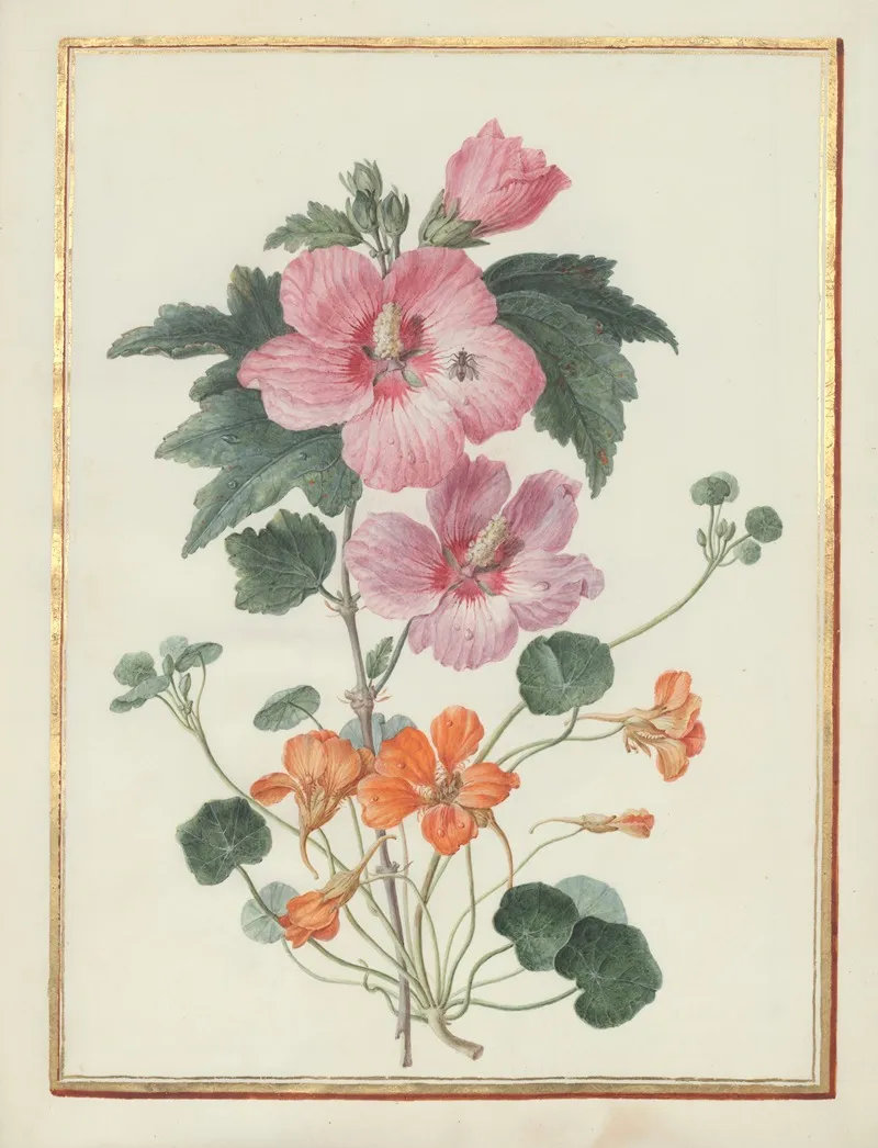 Collection Of Flower Drawings Pl 04 Wall Art by Madeleine-Françoise Basseporte - High-Resolution Digital Print