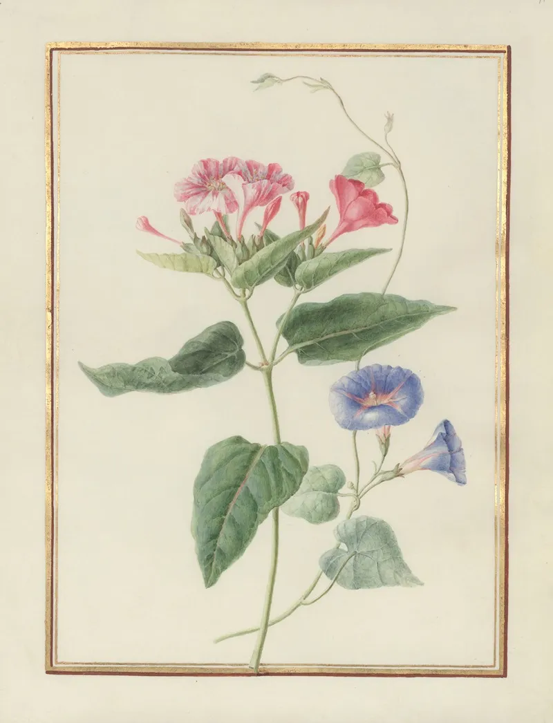 Collection Of Flower Drawings Pl 11 Wall Art by Madeleine-Françoise Basseporte - High-Resolution Digital Print