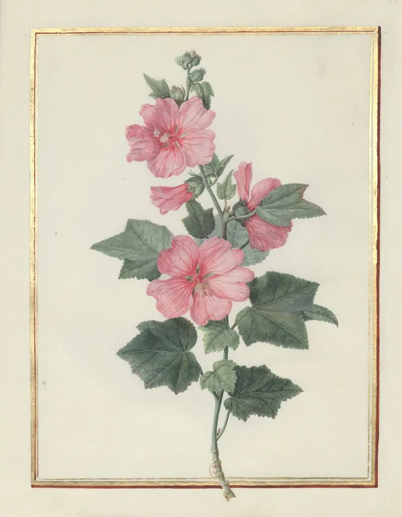 Collection Of Flower Drawings Pl 12 Wall Art by Madeleine-Françoise Basseporte - High-Resolution Digital Print