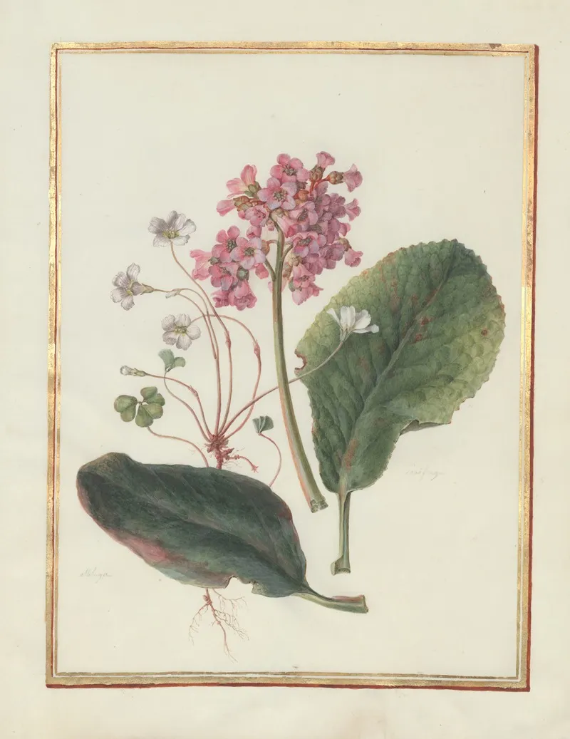 Collection Of Flower Drawings Pl 13 Wall Art by Madeleine-Françoise Basseporte - High-Resolution Digital Print