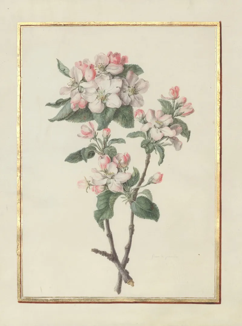 Collection Of Flower Drawings Pl 14 Wall Art by Madeleine-Françoise Basseporte - High-Resolution Digital Print