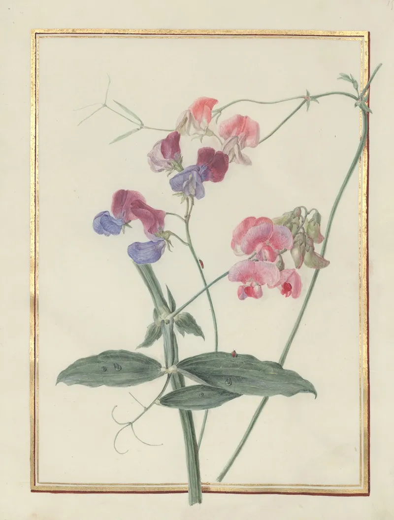 Collection Of Flower Drawings Pl 15 Wall Art by Madeleine-Françoise Basseporte - High-Resolution Digital Print